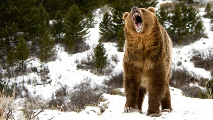 bear market 1 700x394 - Stock Market Technical Analysis with the daily close 5/13/19-Best Stock Charts Technical Analysis-How To Read Stock Charts